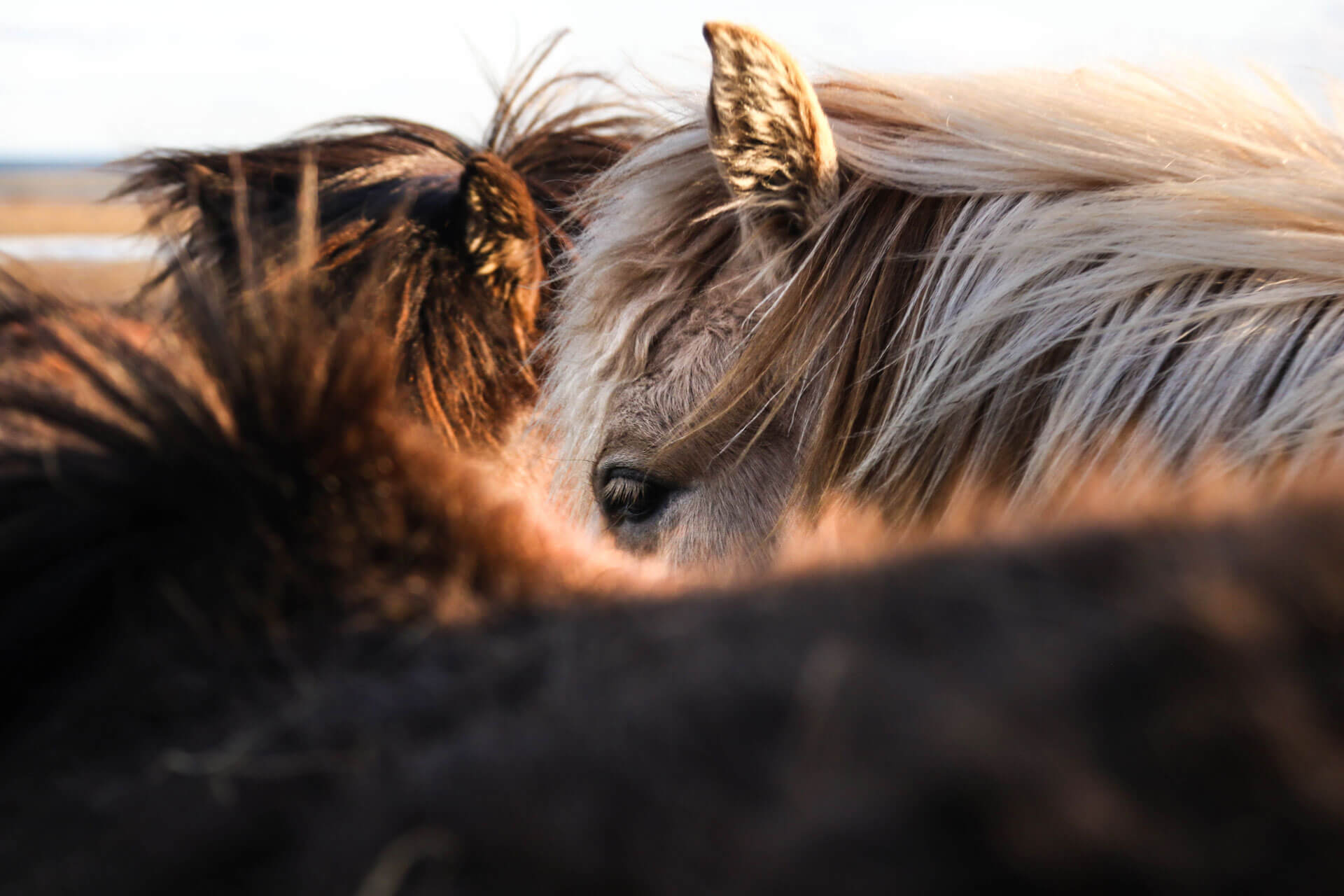 Carneddau Ponies close up