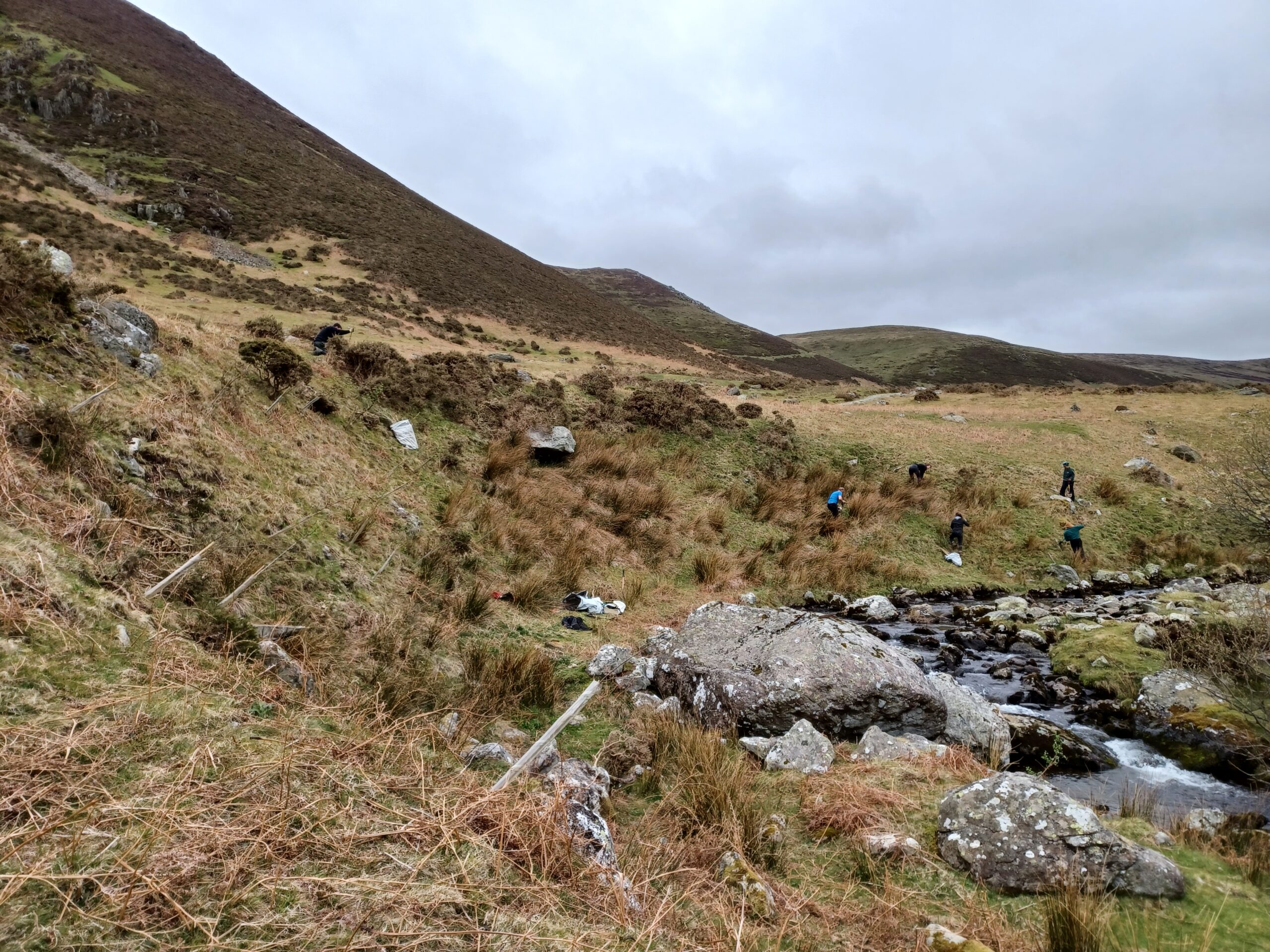 Native trees in the Carneddau