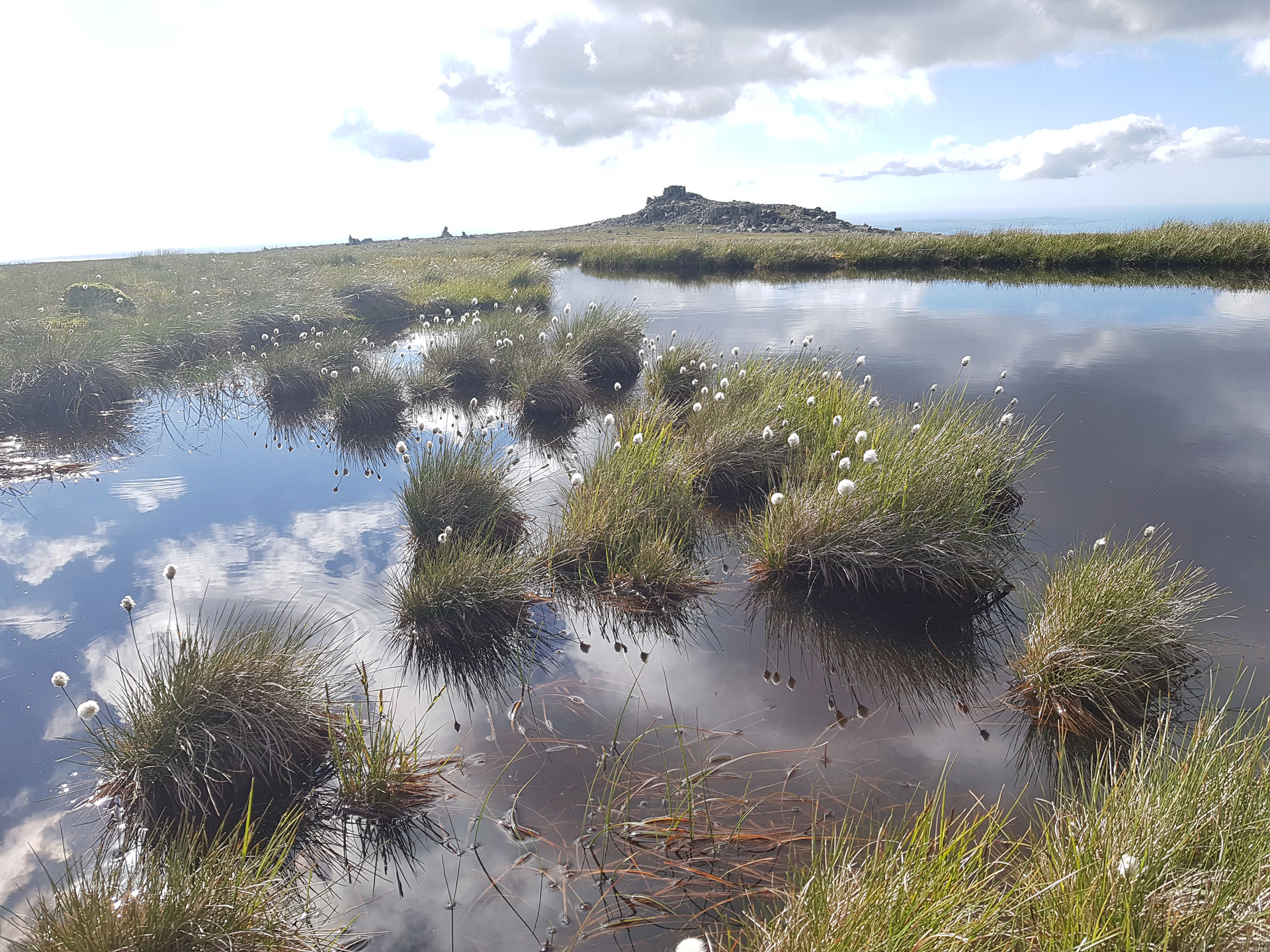 waterlogged peatland on Gledrffordd