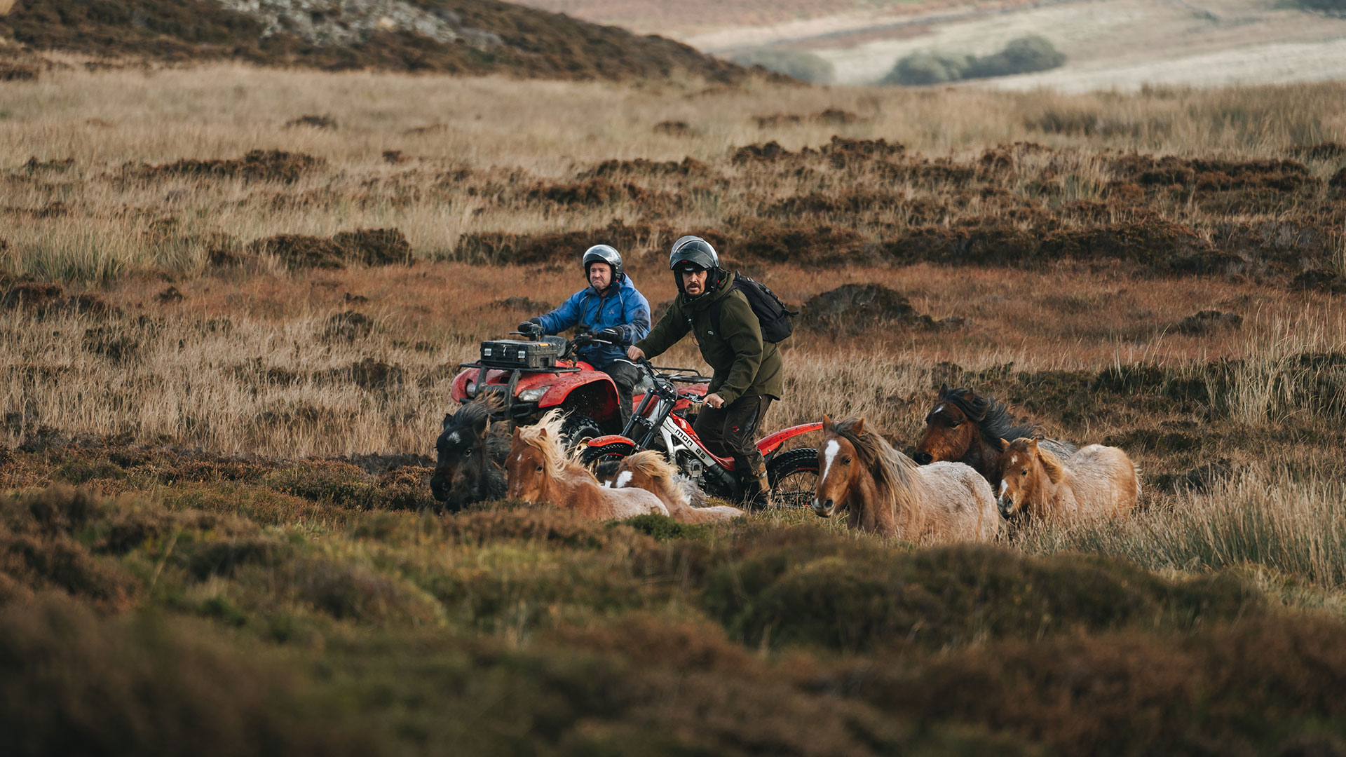 local farmers herding the Carneddau Ponies