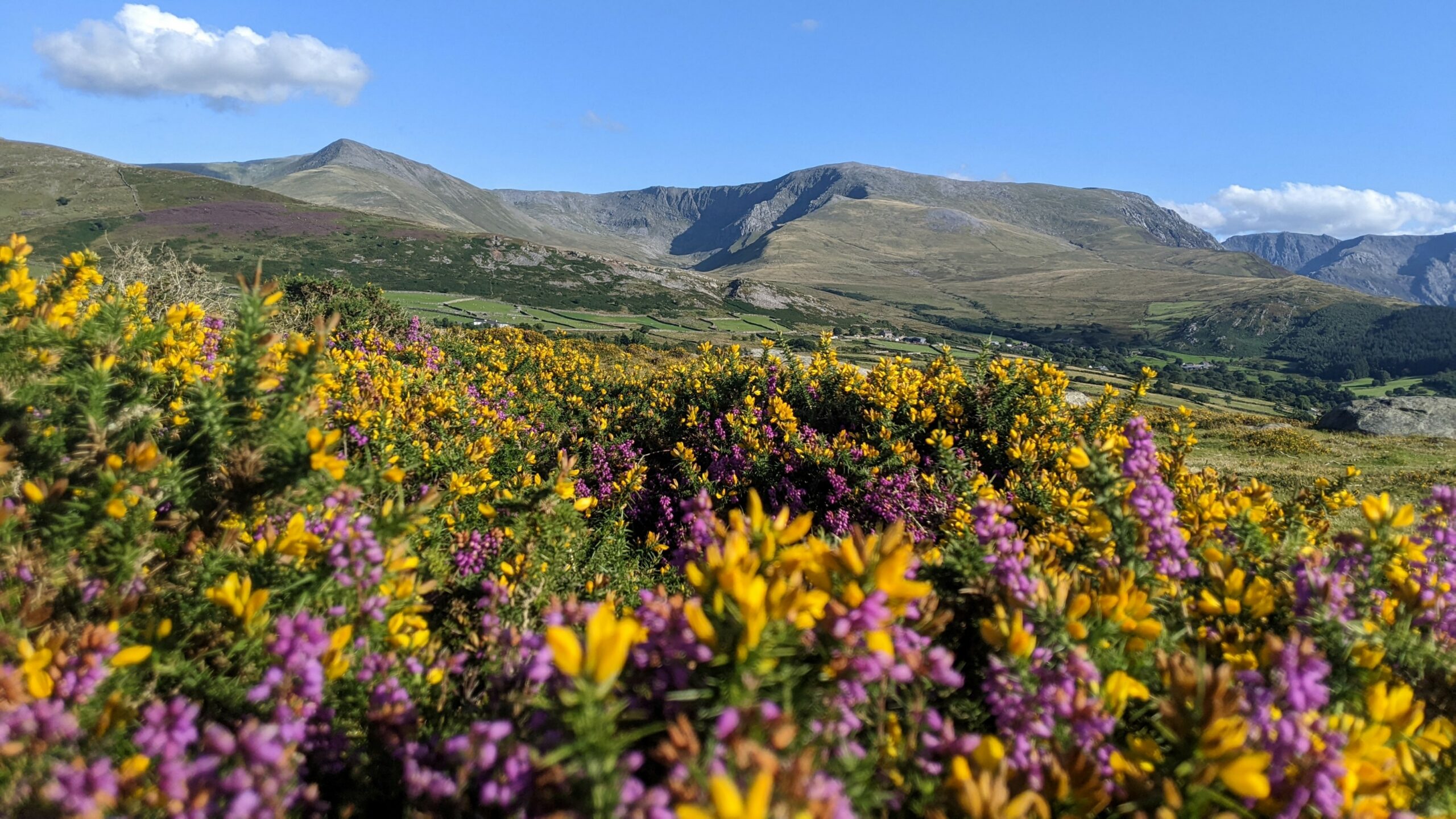 Yr Elen, Carnedd Dafydd and Pen Yr Ole Wen in the background with gorse and heather in the foreground